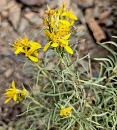 Bloomer's goldenbush thumbnail 2