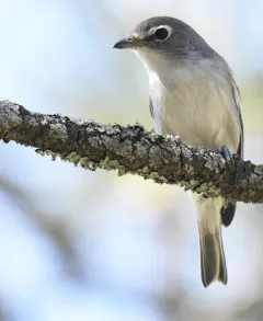 Plumbeous Vireo thumbnail 2