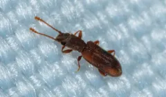 Silvanoprus angusticollis thumbnail 3