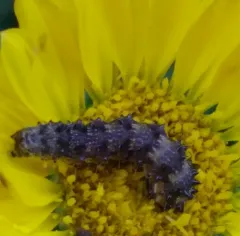 Yellow Sunflower Moth thumbnail 2