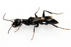 Ampulex canaliculata thumbnail 3