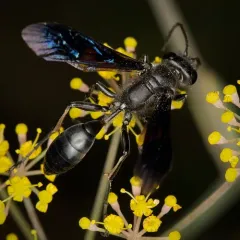 Isodontia philadelphica thumbnail 4