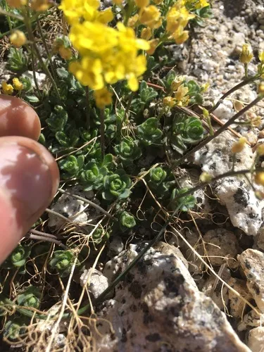Wallowa Draba