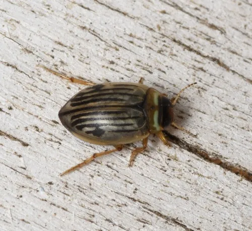 Hygrotus punctilineatus