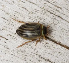 Hygrotus punctilineatus thumbnail 1