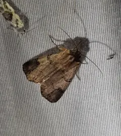 Grote's black-tipped quaker thumbnail 1