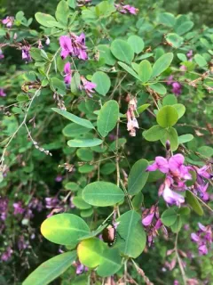 shrub lespedeza thumbnail 2
