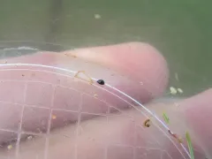 Micro Lady Beetle thumbnail 4
