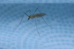 Limonia tristigma thumbnail 4