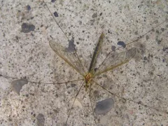 Nephrotoma occipitalis thumbnail 3