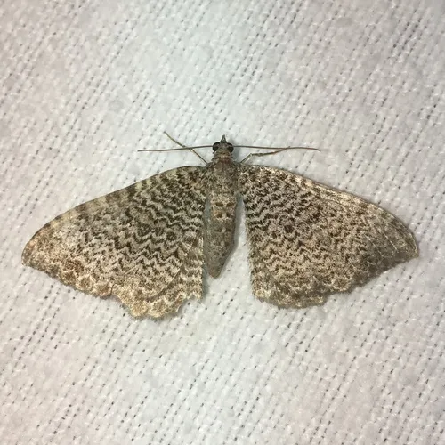Cherry Scallop Shell Moth