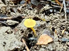 Lanzia longipes thumbnail 3
