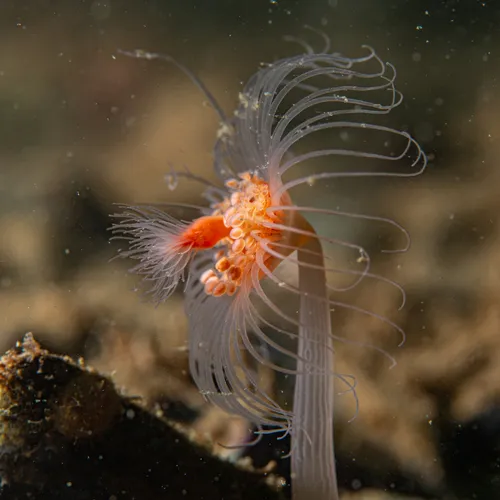 One-armed Jelly