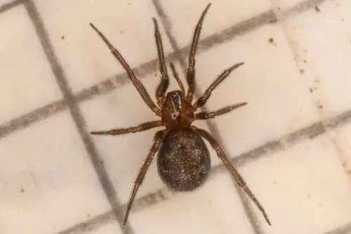 Enoplognatha intrepida
