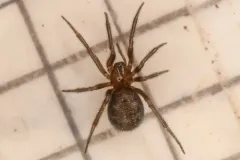 Enoplognatha intrepida thumbnail 1