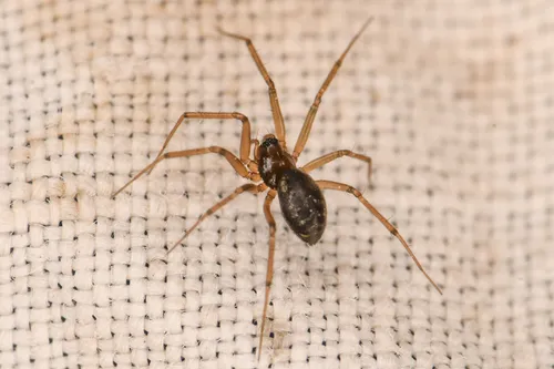 Lepthyphantes alpinus