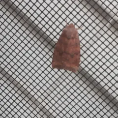Poplar Catkin Sallow thumbnail 2