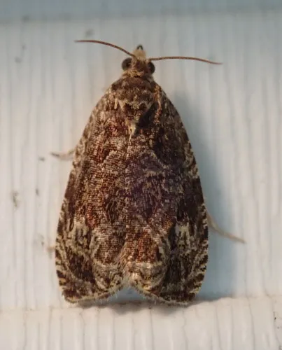 Olethreutes concinnana