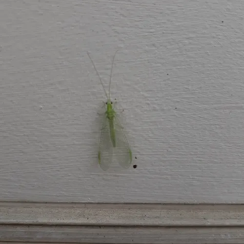 Black-horned Green Lacewing