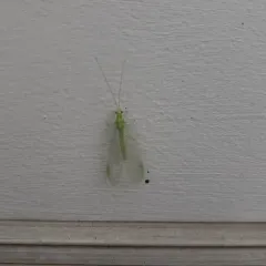 Black-horned Green Lacewing thumbnail 1
