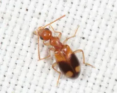 Double-dotted Anthicid thumbnail 4
