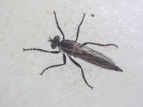 Rhadiurgus variabilis