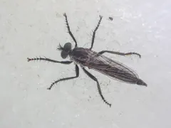 Rhadiurgus variabilis thumbnail 1