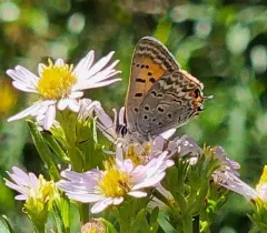 Tailed Copper thumbnail 4
