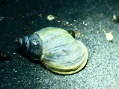 Buccinum baerii thumbnail 4
