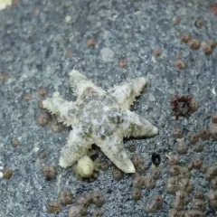 Six-rayed Star thumbnail 3