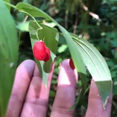white twisted-stalk thumbnail 2