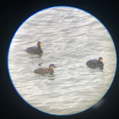 Black Scoter thumbnail 3