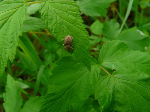 Panscopus ovalis