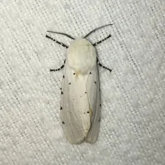 Salt Marsh Moth thumbnail 2