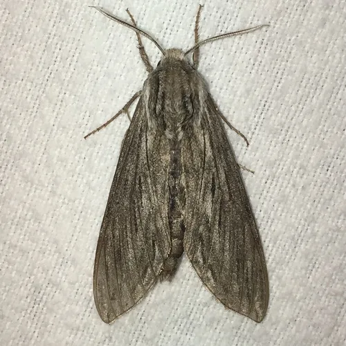 Canadian Sphinx