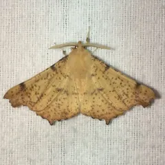 Maple Spanworm Moth thumbnail 2