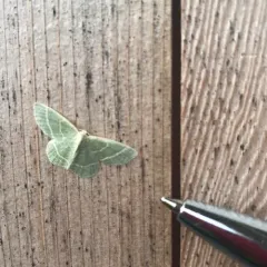 Blackberry Looper Moth thumbnail 3