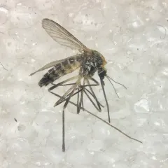 American rock pool mosquito thumbnail 2