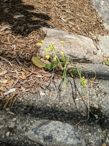 Small Yellow Onion