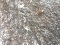 Foothills Amazon Ant thumbnail 4
