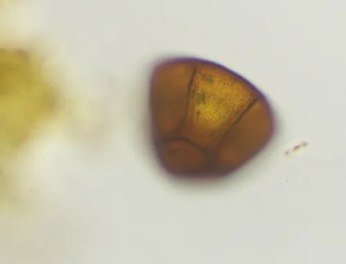 Arcella costata
