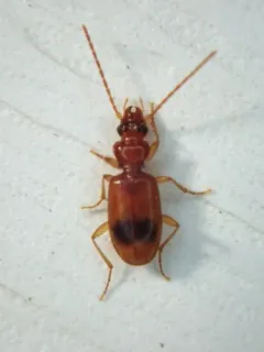 Discus Riverbank Ground Beetle thumbnail 3