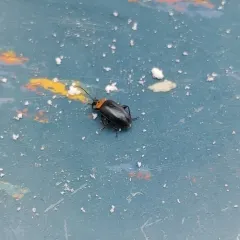 Three-spotted Flea Beetle thumbnail 3