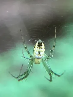Mangora spiculata thumbnail 3