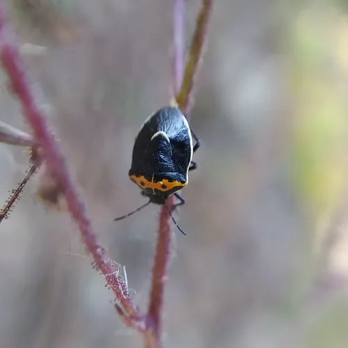 Hedge Nettle Stink Bug