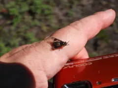 Chrysops proclivis thumbnail 2