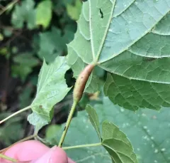Grape Leaf Petiole Gall thumbnail 3