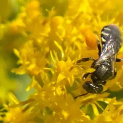 Eight-spotted Fairy Bee thumbnail 1