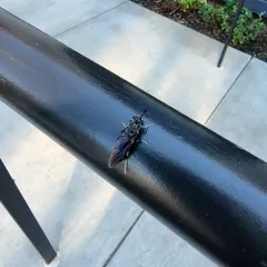 Black Soldier Fly thumbnail 3