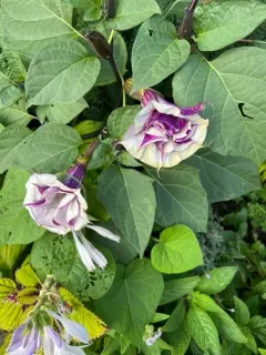 metel devil's trumpet thumbnail 2